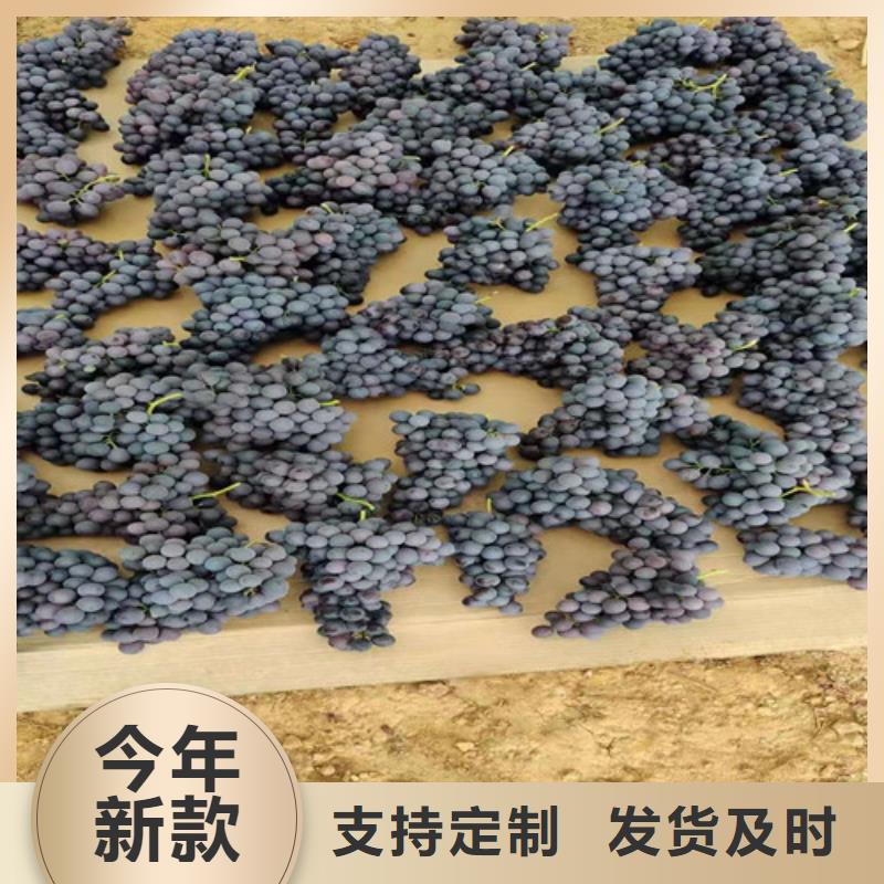 葡萄,软枣猕猴桃苗实地大厂精益求精