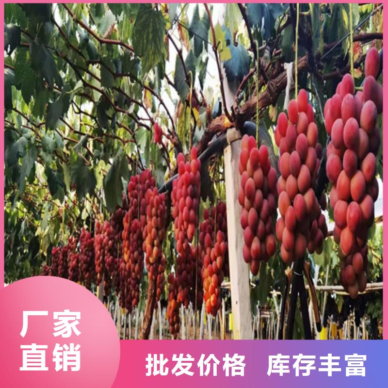 广西省钦州市香蕉王葡萄苗