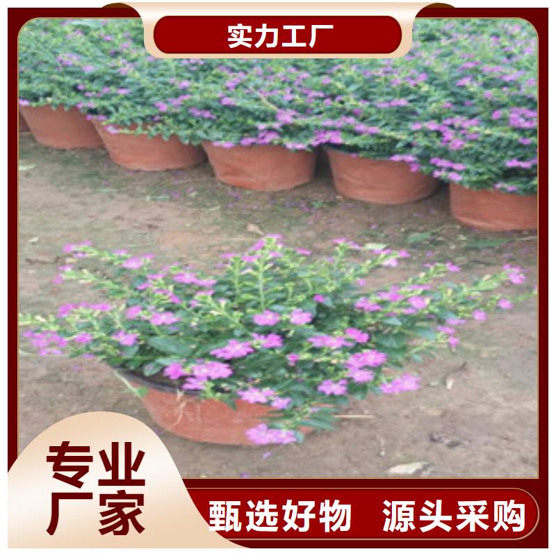 山东青州紫菠菜运到多少钱一盆产品优势特点