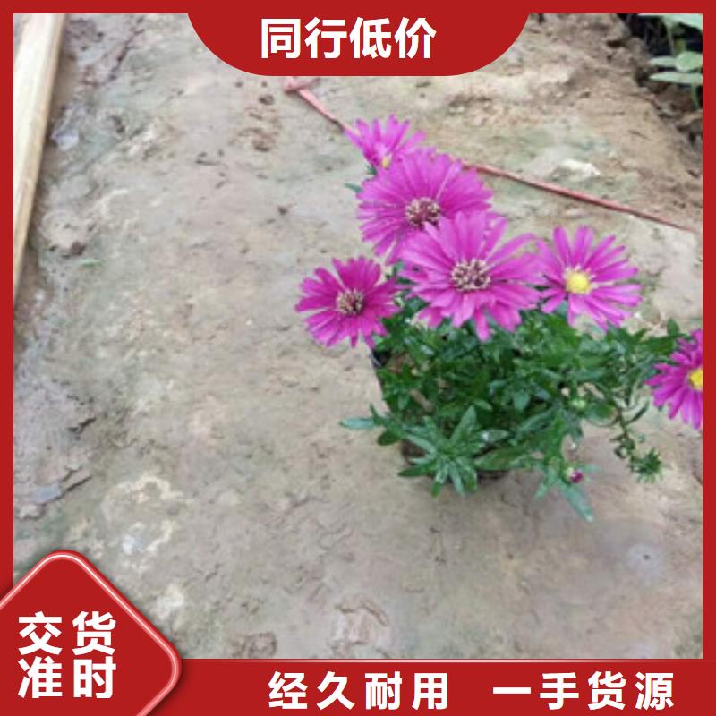 唐山市四季草花可以种植吗