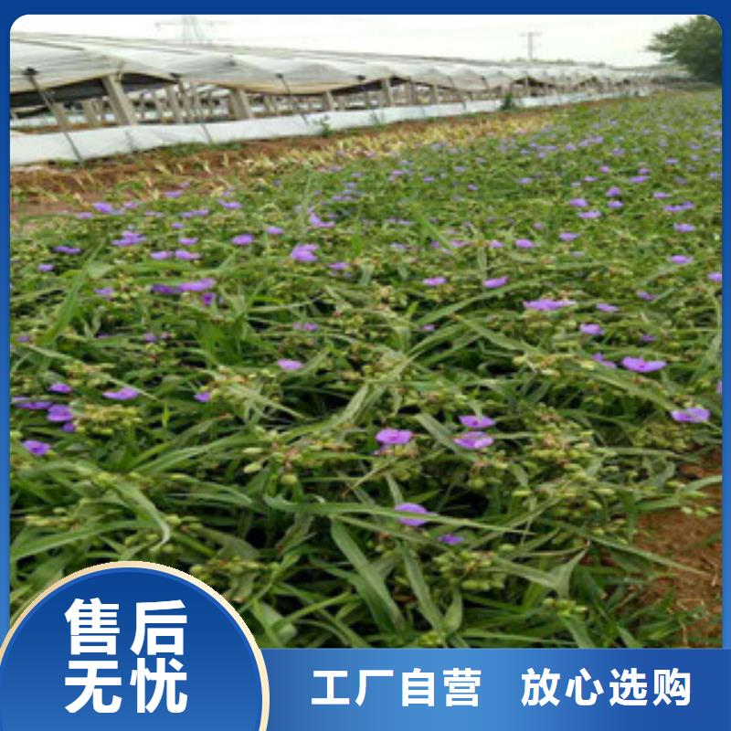 【时令草花】宿根花卉基地可定制有保障当地厂家