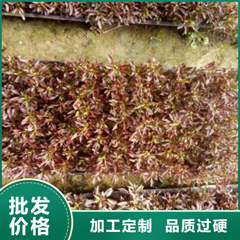 花石榴质量保证绿九州花卉实力商家推荐