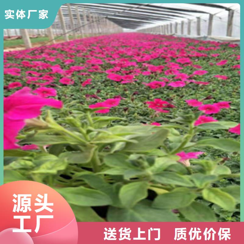 台州观赏草矮蒲苇种植基地