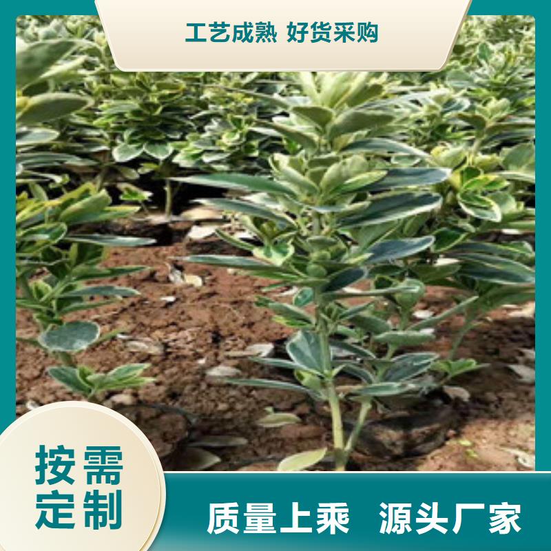 大滨菊种植指导生产加工