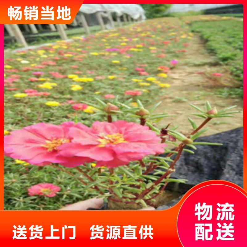 台州花海景观,时令花卉/绿化草花价格可定制