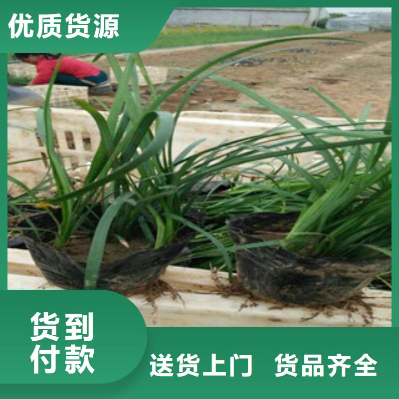 广西省贵港红花酢浆草