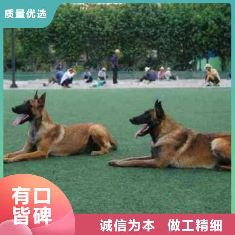 大兴安岭【图】【红马犬】繁育犬舍（CKU认证犬舍）