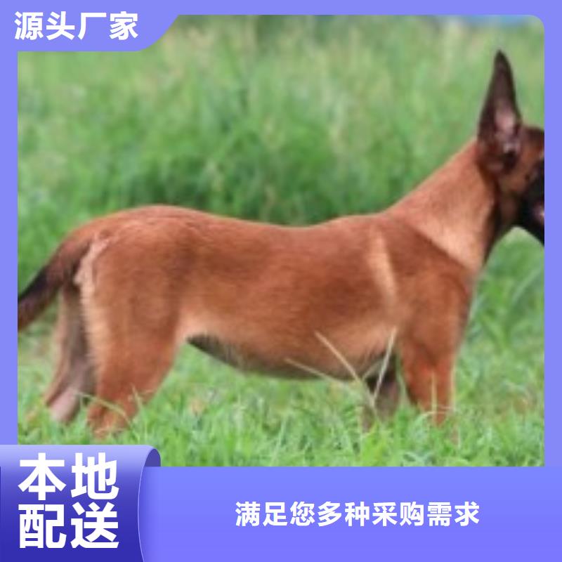 安庆【图】【红马犬】纯种（CKU认证犬舍）
