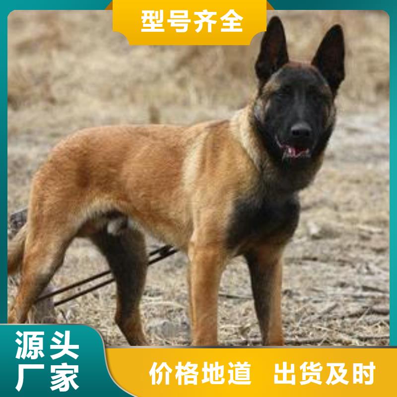 齐齐哈尔【图】【马犬】繁育犬舍【CKU认证犬舍】