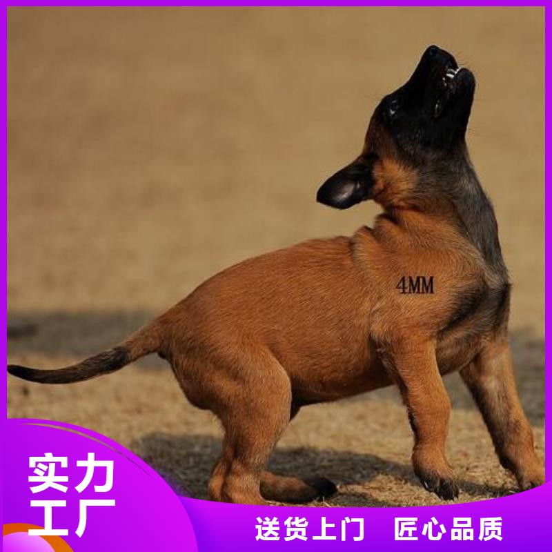 萍乡【图】【马犬】价格，图片