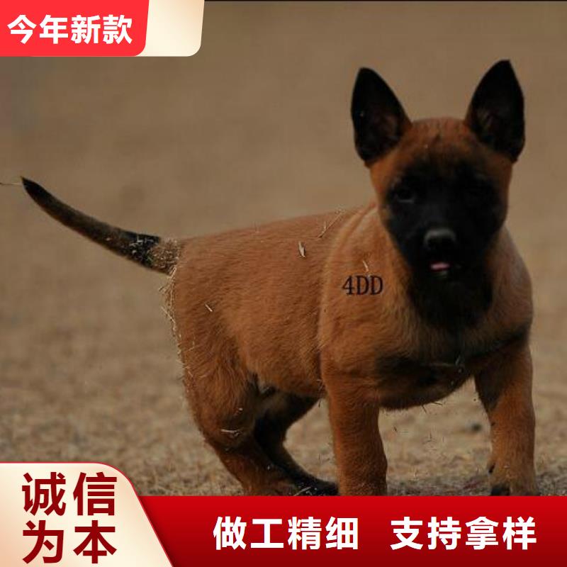 台湾马犬多少钱一只？（CKU认证犬舍）