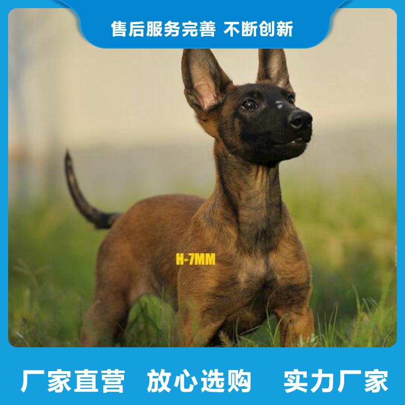 黑龙江【图】【纯种马犬】多少钱一只