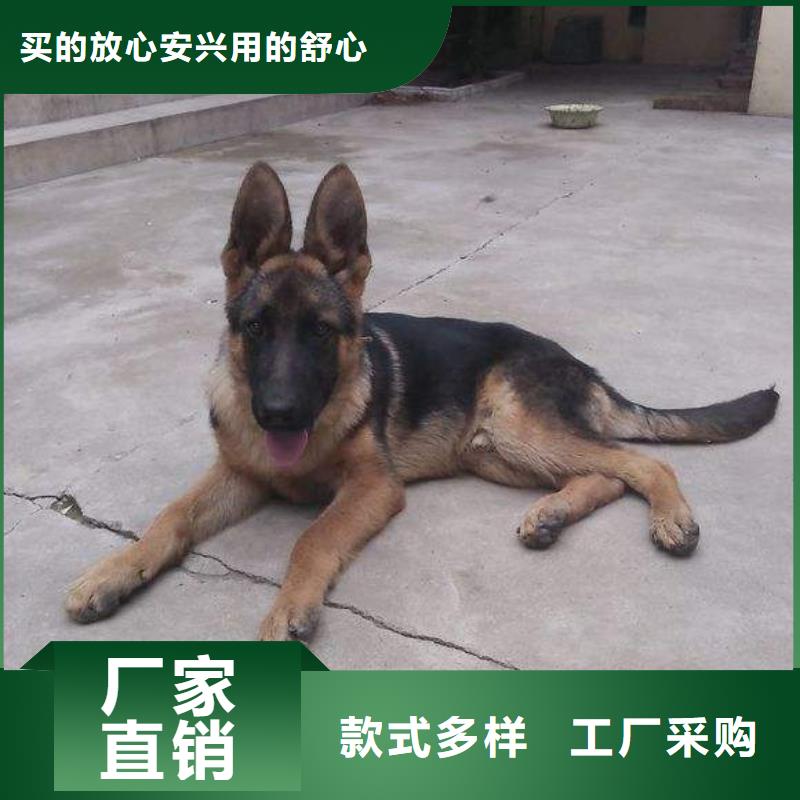 南京【图】【德国牧羊犬】繁育犬舍（CKU认证犬舍）