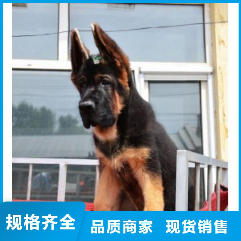 香港德国牧羊犬-比特犬品牌企业