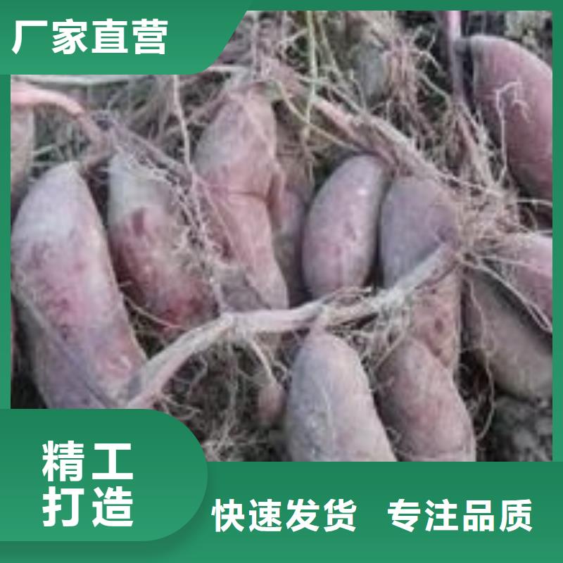 忻州红薯苗（西瓜红）厂家价格