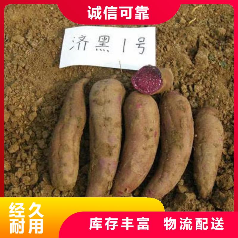 德阳紫红薯苗厂家