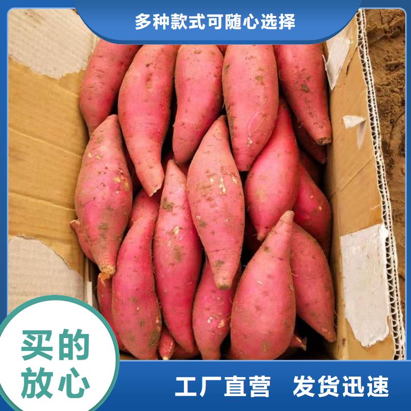 郴州紫红薯苗批发