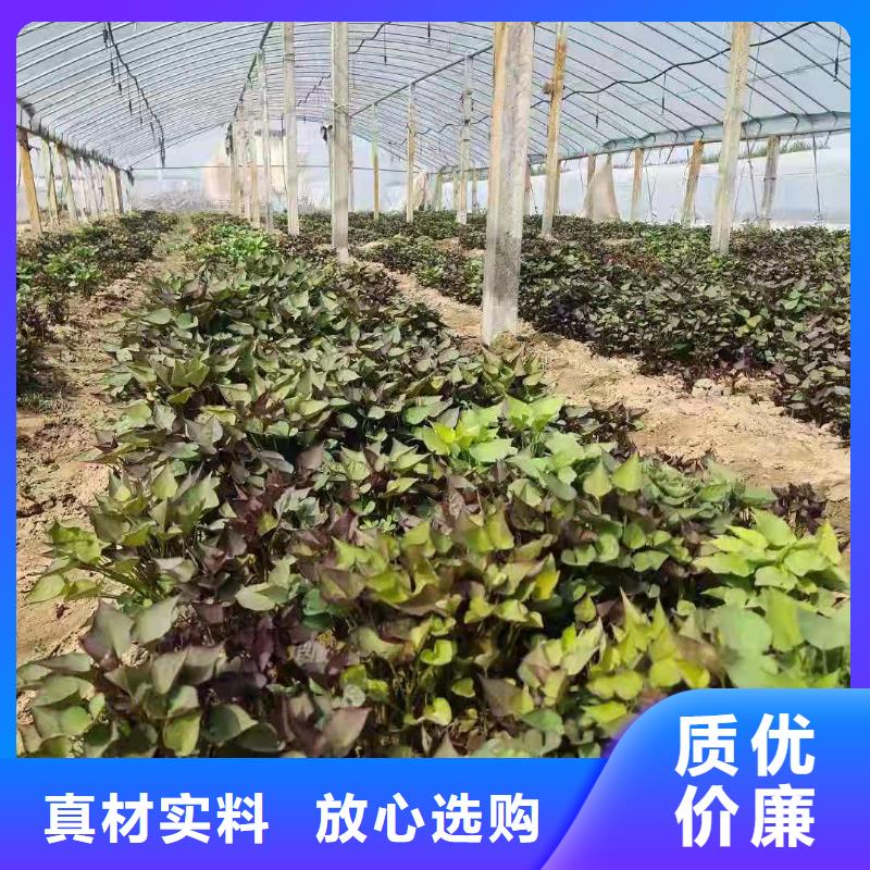 湘西鲜食型紫薯苗怎么培育