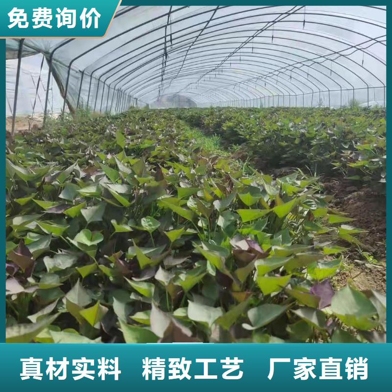 安康紫地瓜苗子种植基地