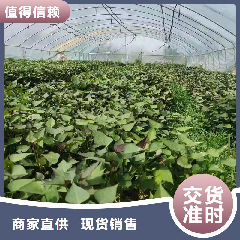 东营紫红薯苗种植厂家