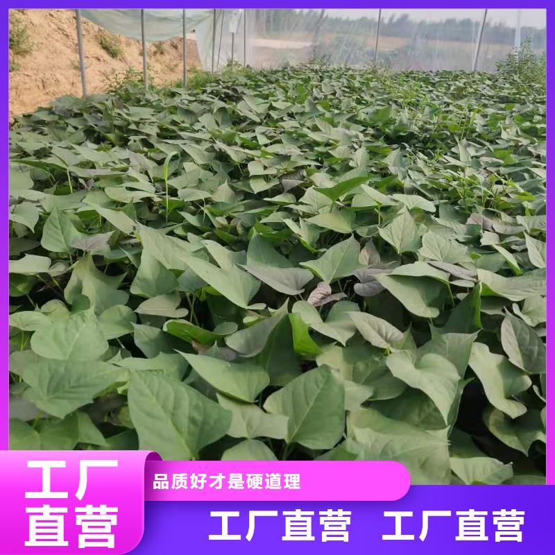 山西省忻州紫地瓜苗子种植方法