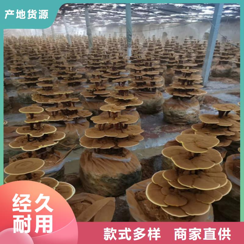 惠州经验丰富的
灵芝超细粉供货商