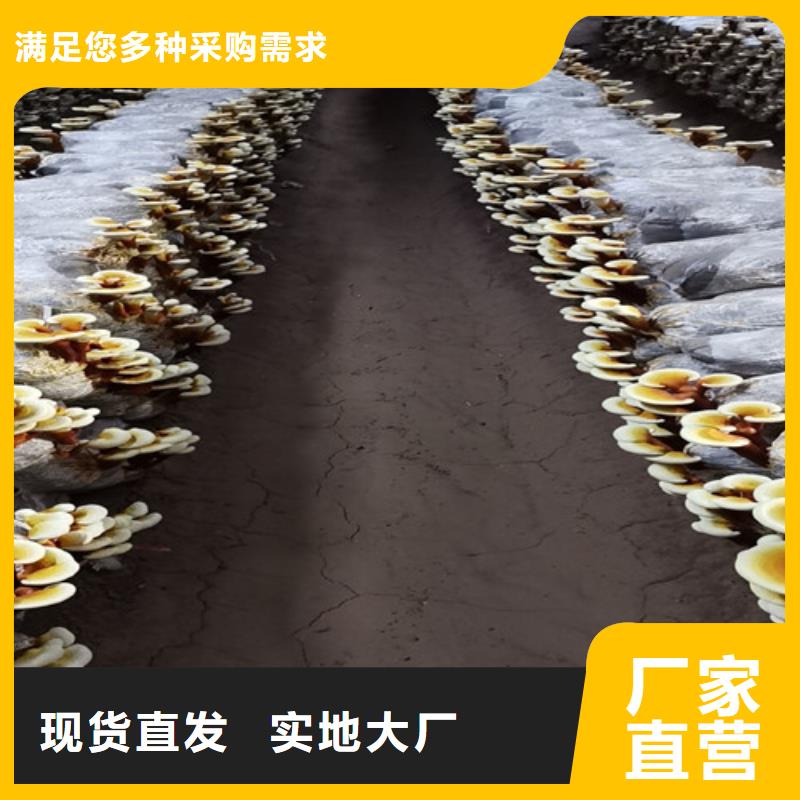 新闻：齐齐哈尔灵芝孢子粉生产厂家