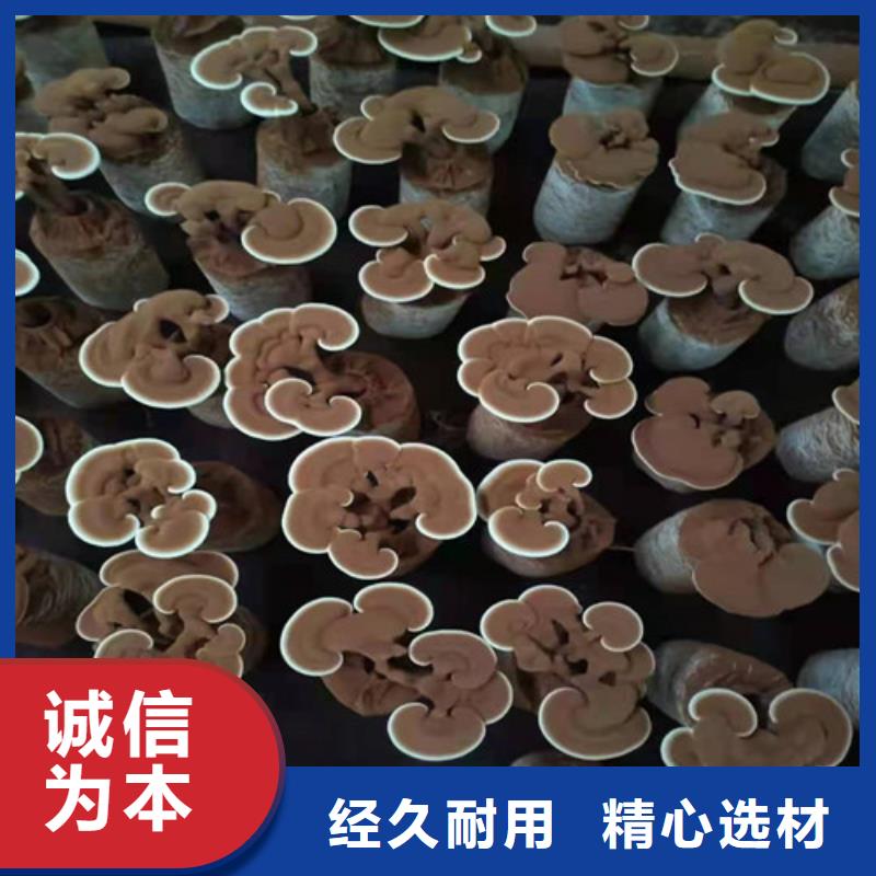 咸宁灵芝超细粉设备生产厂家