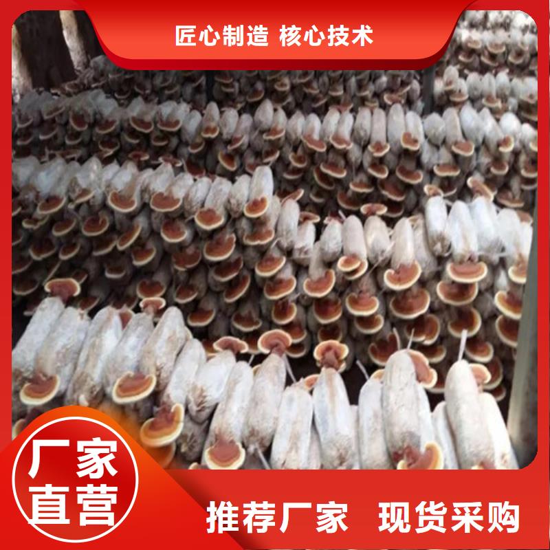 滁州灵芝超细粉10年生产厂家