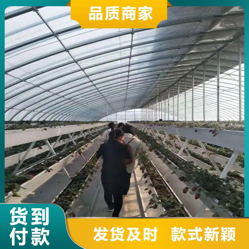 九江镇大的蔬菜连体大棚择优推荐一站式采购方便省心