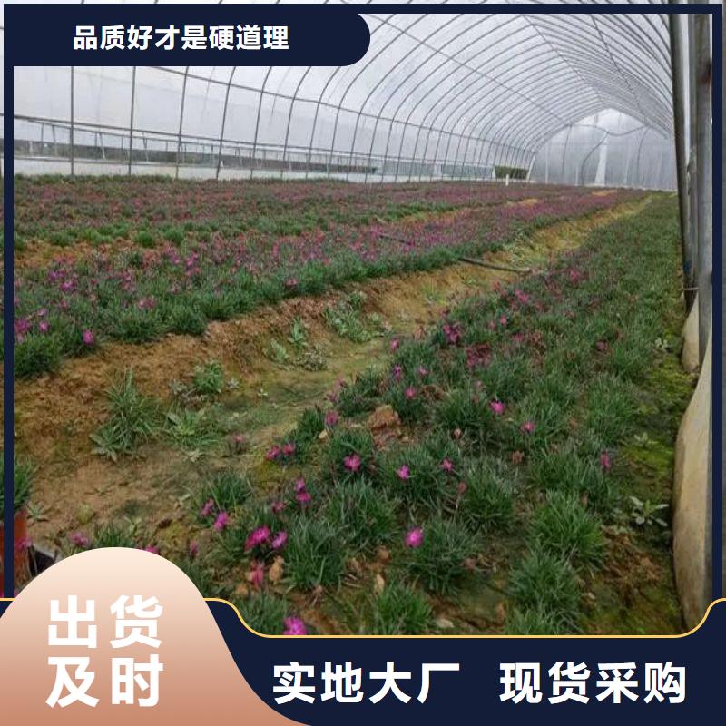 泗县农用蔬菜大棚用配件联系电话长期供应