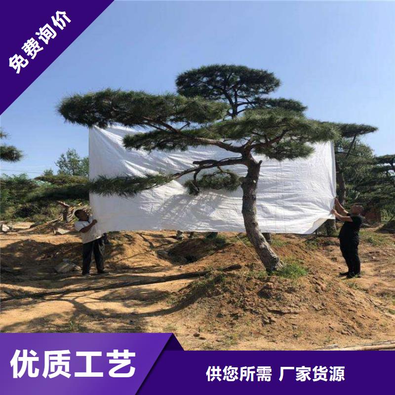 保亭县造型油松行业品牌厂家细节决定品质