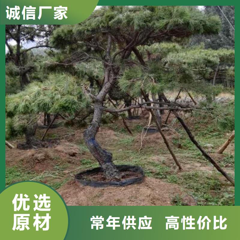 造型松树优点现货销售