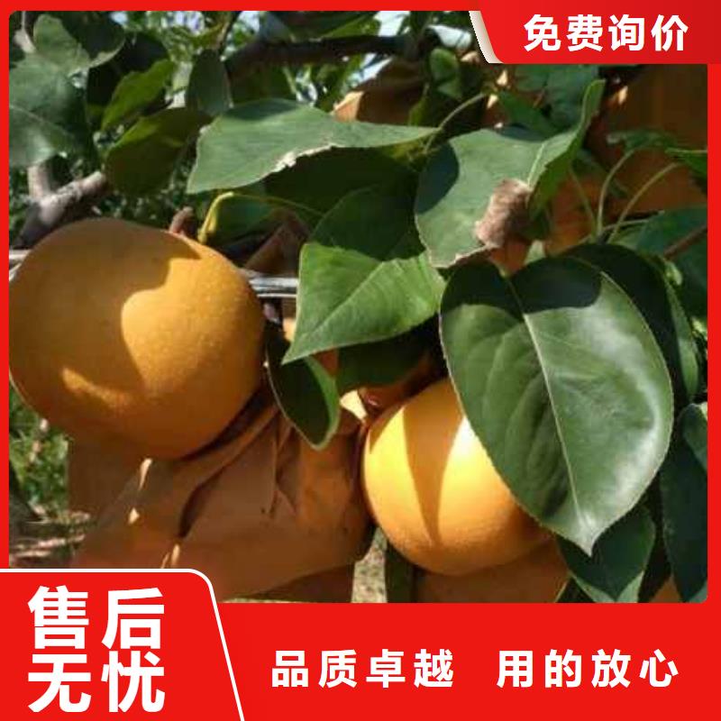 衢州秋月梨种植苗哪里的价格低