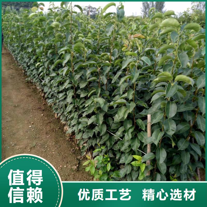 郴州秋月梨树苗哪里的品种纯
