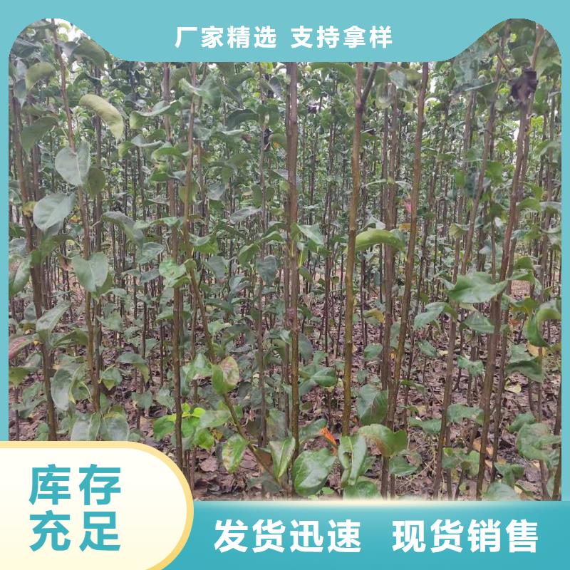 衢州秋月梨种植苗产地