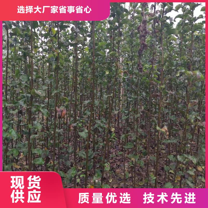 上海秋月梨种植苗高产品种