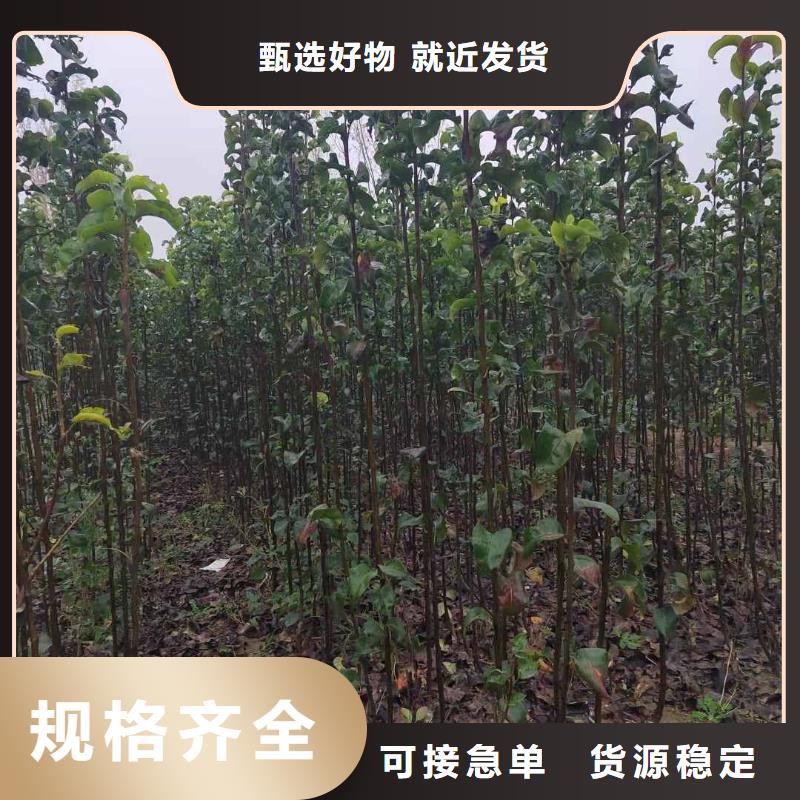 衢州秋月梨树苗种植方法