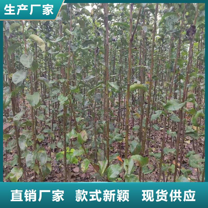 衢州秋月梨苗一亩地种植利润