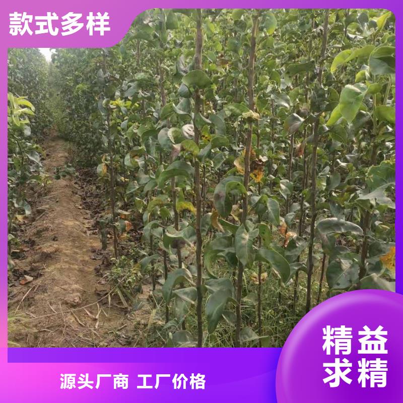 广州秋月梨树苗产地价格