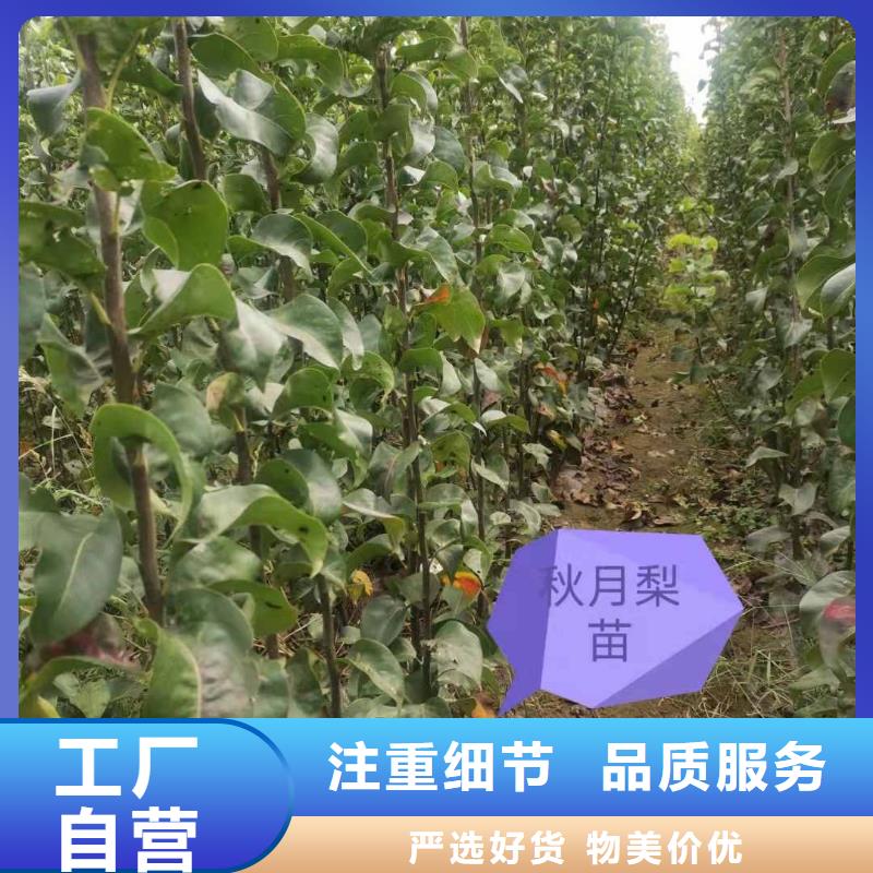 秋月梨树苗种植方法当地生产厂家