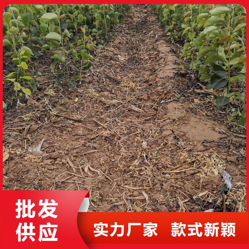广州秋月梨树苗种植技术