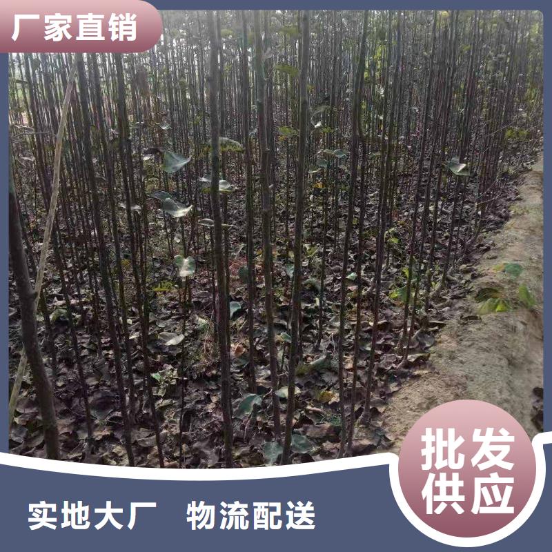 衢州秋月梨种植苗新品种