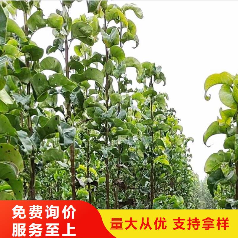株洲秋月梨种植苗种植方法