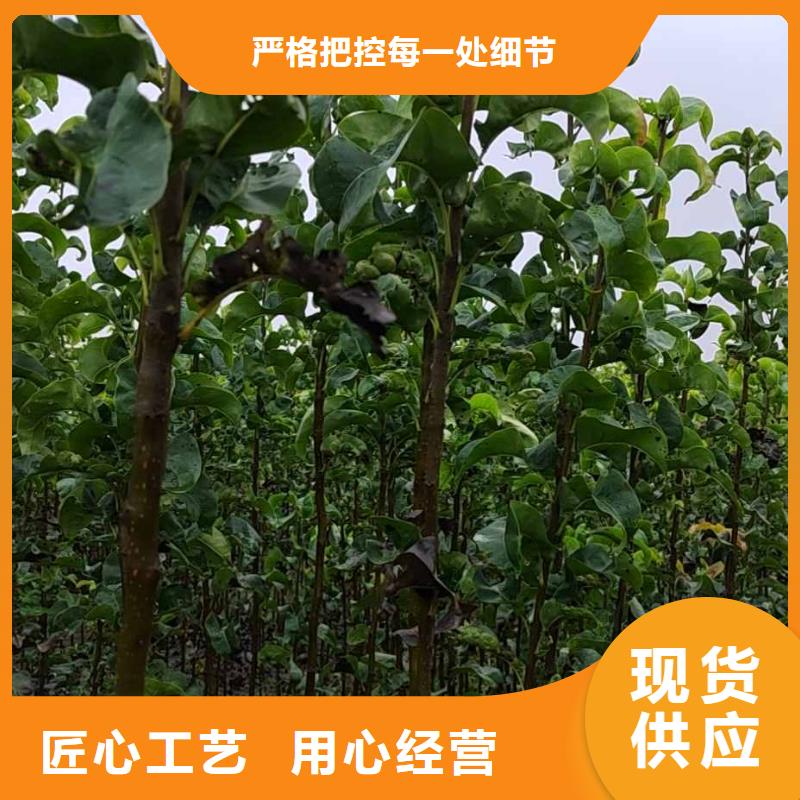 广州秋月梨树苗亩产多少
