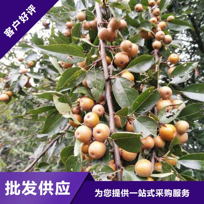 贵州杜梨红香酥梨树苗品质卓越