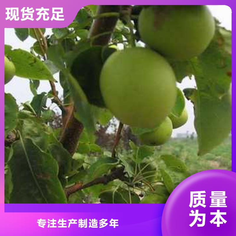 广东杜梨-红香酥梨树苗经久耐用
