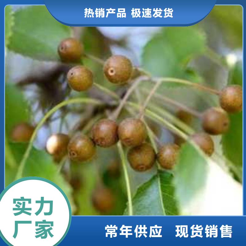 大庆杜梨树苗高产品种