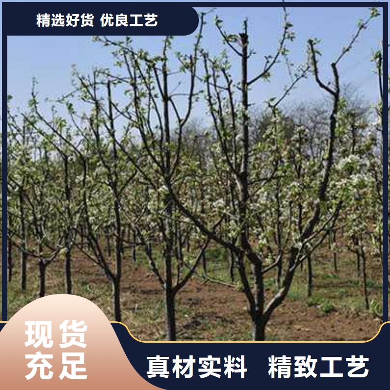 【杜梨】-秋月梨树苗产地直供附近生产厂家