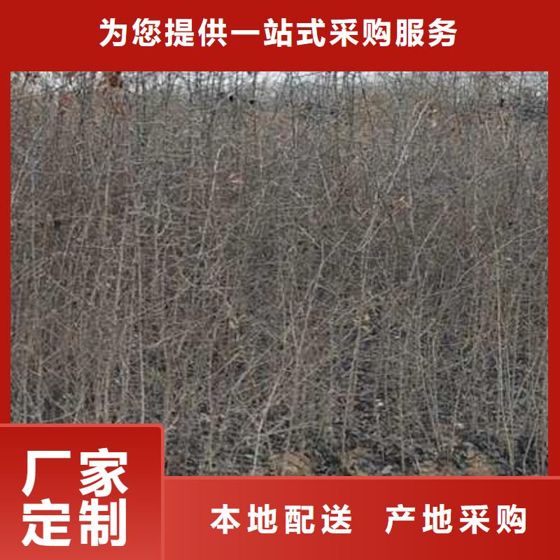 上海杜梨树苗种植基地